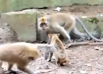 V1314012 Animales que Recibieron su Karma Instantáneo (Parte 2)