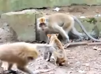 V1314012 Animales que Recibieron su Karma Instantáneo (Parte 2)