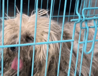 journey to save abandoned dog (Part 2)