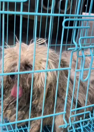 journey to save abandoned dog (Part 2)