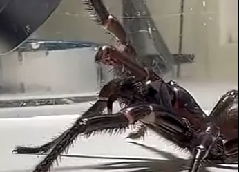 V1314007 Que les Pasa Estos Animales (Parte 2)