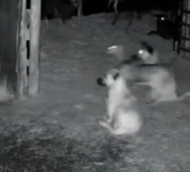 V1314010 Estos dos Kangal siempre están alerta (Parte 2)