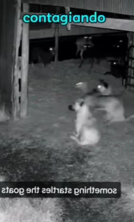 V1314010 Estos dos Kangal siempre están alerta (Parte 2)