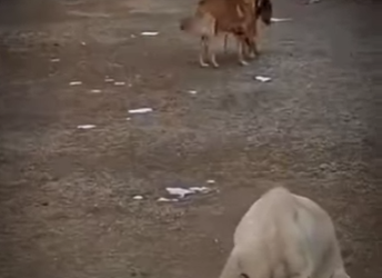 V1112005 se metió con el cachorro equivocado (Parte 2)