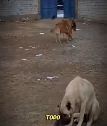 V1112005 se metió con el cachorro equivocado (Parte 2)