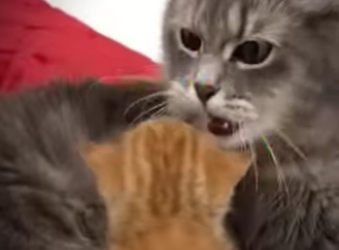 V1112003 Fue abandonado cuando esto paso (Parte 2)