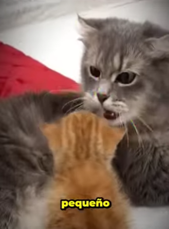 V1112003 Fue abandonado cuando esto paso (Parte 2)