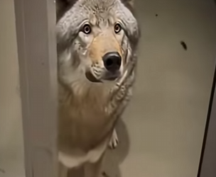 V1112002 Este te hará llorar El rescate de un lobo (Parte 2)