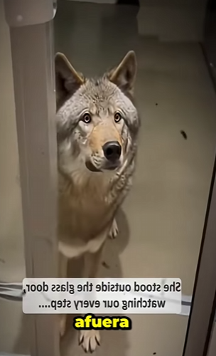 V1112002 Este te hará llorar El rescate de un lobo (Parte 2)