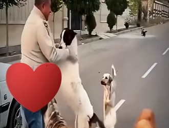 V1314005_Se metió en problemas por unos perros eso no le importaba (parte 2)