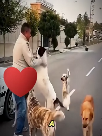 V1314005_Se metió en problemas por unos perros eso no le importaba (parte 2)