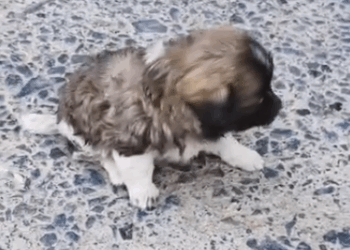 Abandoned puppies on side of road were rescued (Part 2)