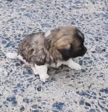 Abandoned puppies on side of road were rescued (Part 2)