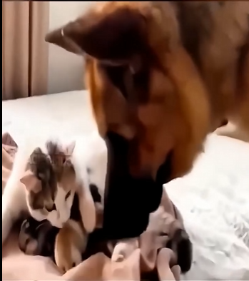 Esta fue su reacción al conocer los hijos de su hermana gatita (Part 2)