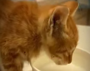 V1314001 está gatita era tratada como un objeto, hasta que fue rescatada (Parte 2)