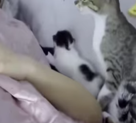 V1314006_Quería cuidar sus hijos de los intrusos (Part 2)