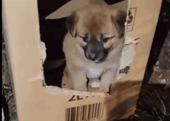 abandoned puppy in cardboard box (Part 2)