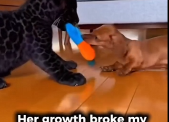 P1314009 Want to adopted jaguar (Part 2)