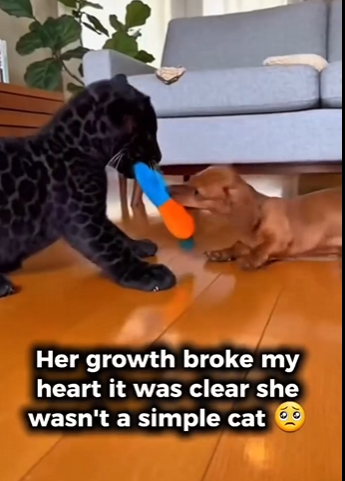 P1314009 Want to adopted jaguar (Part 2)