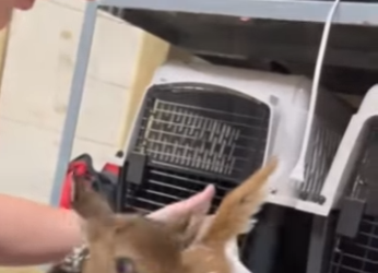 R1314018 Rescata al ciervo (Parte 2)