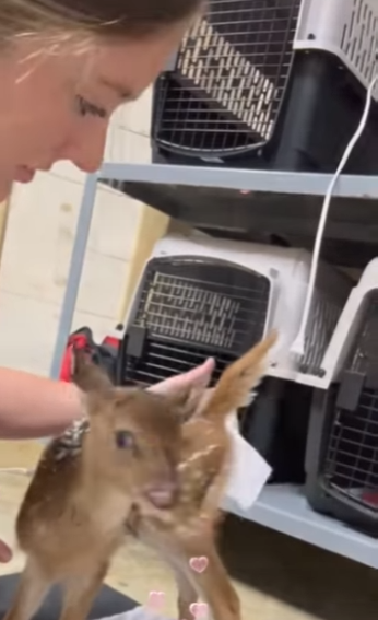 R1314018 Rescata al ciervo (Parte 2)