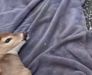 R1314014 Rescata al ciervo (Parte 2)