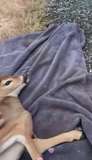 R1314014 Rescata al ciervo (Parte 2)