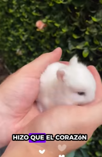 R1314002 Conejos rescatados (Parte 2)