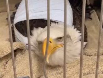 R1314015 Salvando al águila calva (Parte 2)