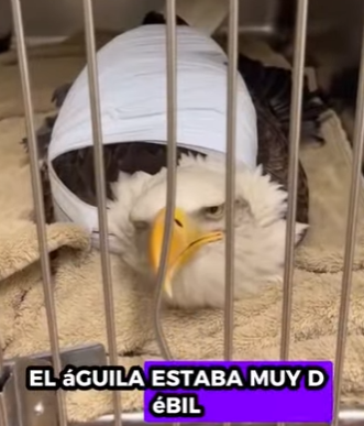 R1314015 Salvando al águila calva (Parte 2)