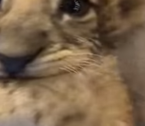 R1314011 Rescata al león (Parte 2)