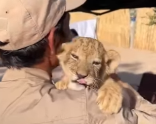 R1314001 Rescata al león (Parte 2)