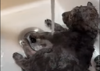 R1314012 Rescata al lobo (Parte 2)