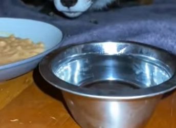 R1314004 Rescata al zorro (Parte 2)