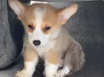 R1314005 perros de rescate (Parte 2)