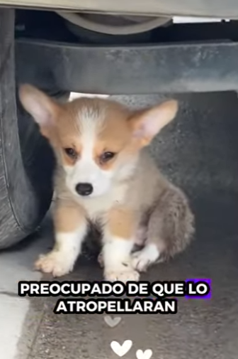 R1314005 perros de rescate (Parte 2)