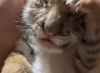 R1314013 Rescatando al Tigre (Parte 2)