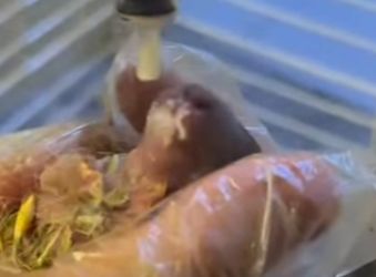 R1314017 Conejo rescatado (Parte 2)