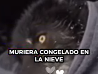 R1314003 Rescata al lobo (Parte 2)