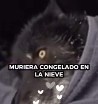 R1314003 Rescata al lobo (Parte 2)