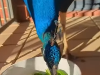 R1314007 Rescaten al pavo real (Parte 2)