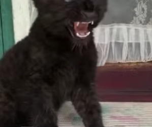 R1314008 Rescatar Pantera Negra (Parte 2)