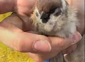 R1314006 Gorriones de rescate (Parte 2)