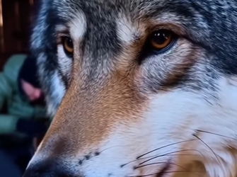 P1516012 couldn believe it when it happend rip wolf (Part 2)