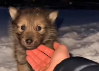 P1516010 My Dog Adopted lost Baby Wolf (Part 2)