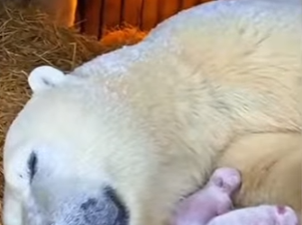 P1516011 father Bear last hope (Part 2)