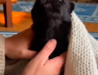 P1516001 Baby Wolf Rescue Lost His Mother (Part 2)