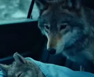 P1516009 saved wolf pup freezing in lake (Part 2)