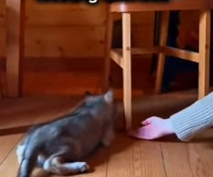 P1516004 rescue baby wolf (Part 2)