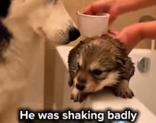 P1516006 rescue tiny wolf pup (Part 2)